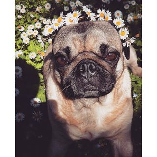Joy_PhotoCam's tweet photo. #spring #pug #pugqueen #kneeldown #puglife #flowercrown #fibi https://t.co/UJYIVG3wXQ https://t.co/jpdDpzvb1u