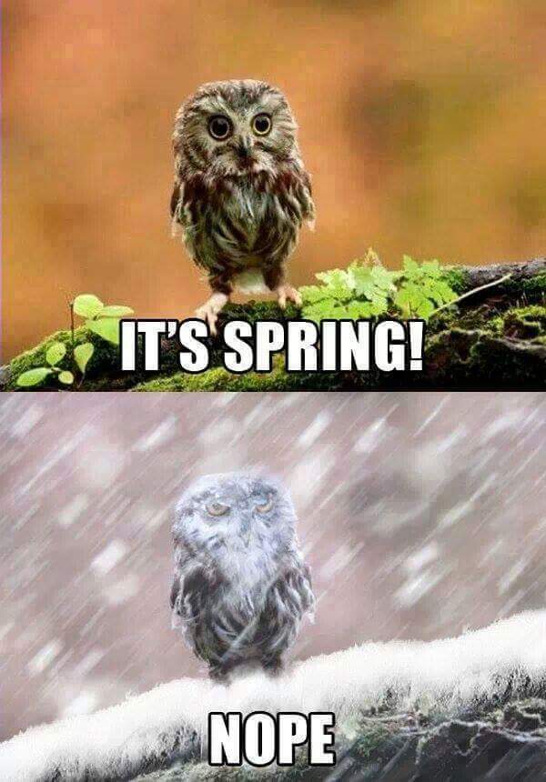 LeeThePoet1985's tweet photo. #Spring2016 #spring #louisville #Kentucky #wheather #confusing #poorowl #whatseasonisit https://t.co/jPxFDVadko