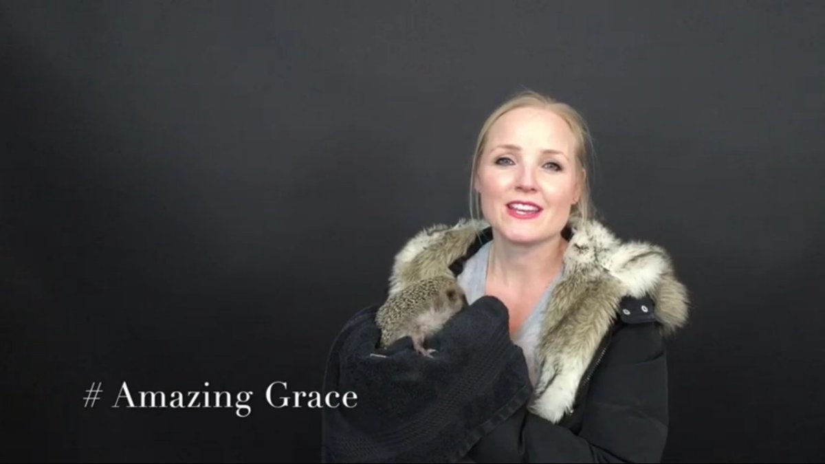 The_TBM1's tweet photo. #AmazonGrace Let's help Grace the Hedgehog together with @DrBrianMay and @kerryjaneellis1! https://t.co/QWSvKQxbGw https://t.co/JlMHWF1cj4
