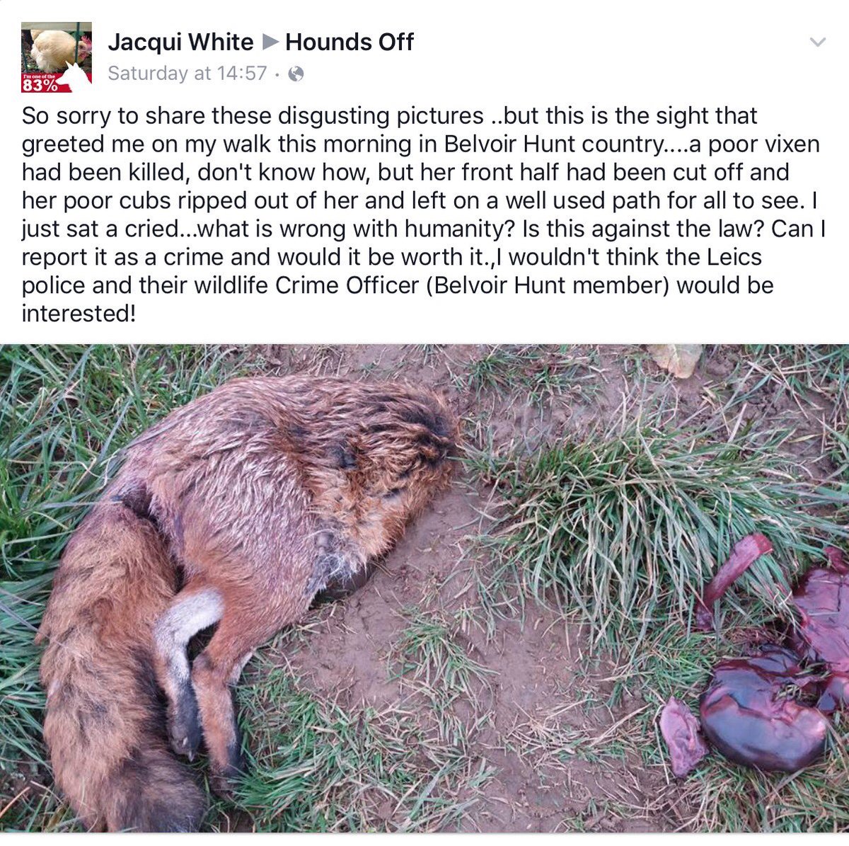 HoundsOff's tweet photo. Jacqui White finds mutilated fox in Belvoir Hunt country, March 2016 https://t.co/ZsB3jO4QF9