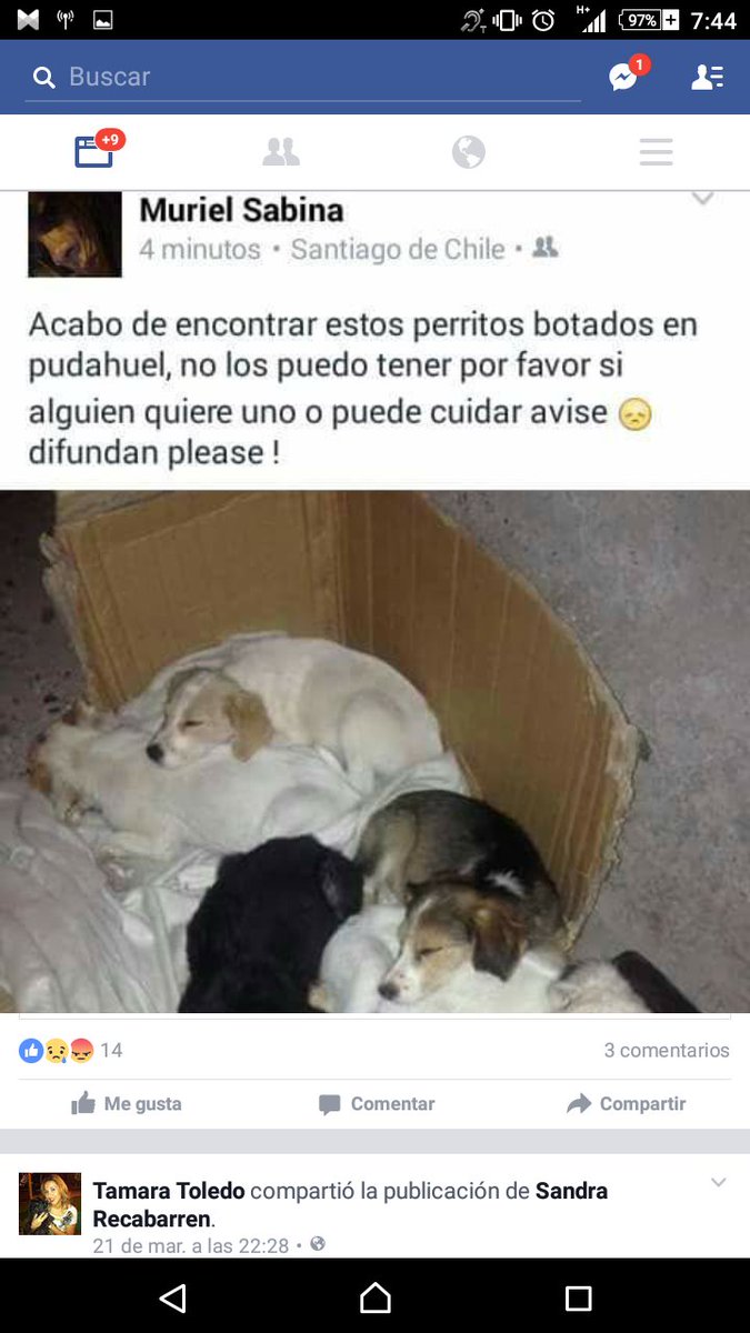 <a href="/bartorell/">#SoyBartorell</a> <a href="/perritonico/">Oscar Antonio Acevedo y Acevedo Antonio</a> <a href="/perrijoperdido/">Perrito Perdido</a> <a href="/asecvech/">ASECVECH</a> <a href="/razascl/">Razas</a> <a href="/tiendavet/">Tiendavet</a> <a href="/aperremos/">ONGAperremos</a> <a href="/fundaciontregua/">Fundacion Tregua</a> <a href="/vidaconperros/">VIDA CON PERROS</a>