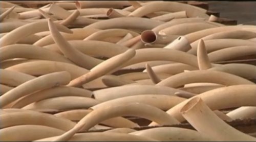 CITES's tweet photo. China expands ban on #ivory imports https://t.co/DY33hFR3dP #elephant #InOurHands https://t.co/TR6SL4TacO