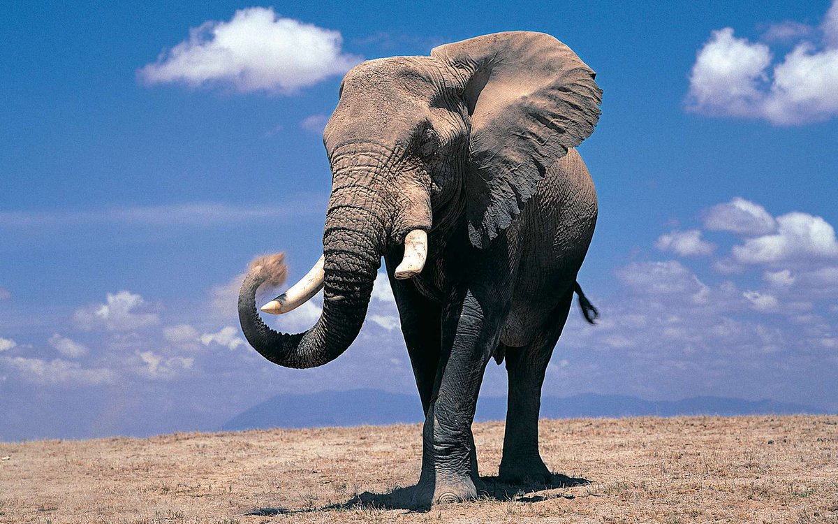 CITES's tweet photo. China expands ban on #ivory imports https://t.co/DY33hFR3dP #elephant #InOurHands https://t.co/TR6SL4TacO