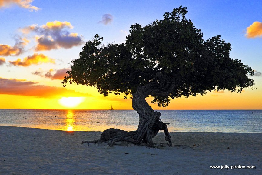JPirateAruba's tweet photo. You need #frontrow for Aruba's greatest lightshow! #Aruba #divitree https://t.co/T4bCCiEHIj