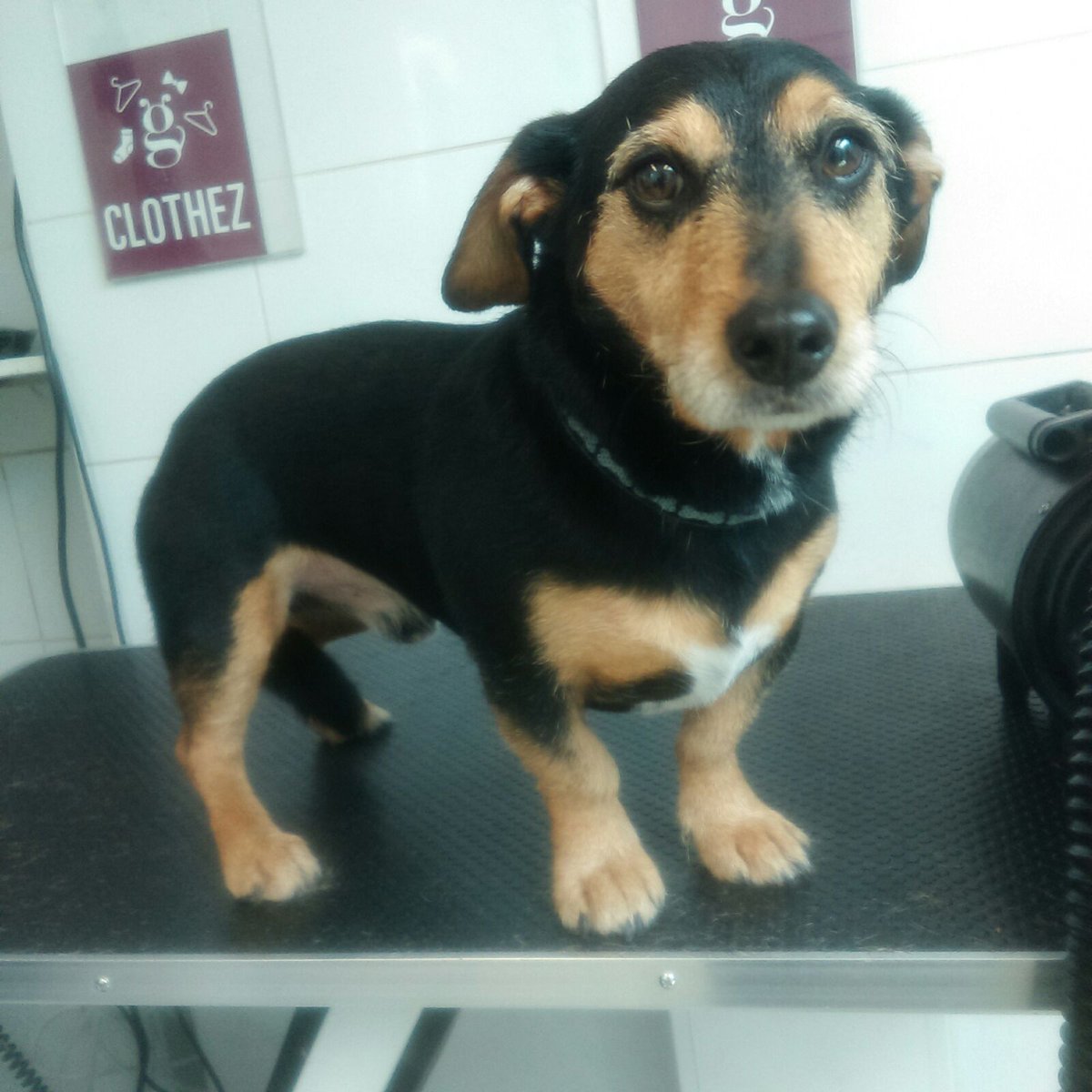 GroomerzPinner's tweet photo. Gorgeous terrier cross in this morning - such a good boy too! https://t.co/sDoWIWaCOv