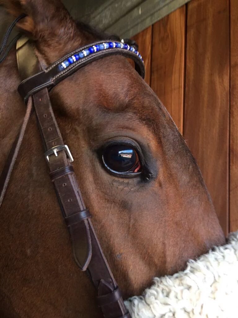 BespokeBrowband's tweet photo. #equestrianhour  Fancy unique #team #colours #browbands ? Email for info: BespokeBrowbands@hotmail.com https://t.co/83rigPhSNK