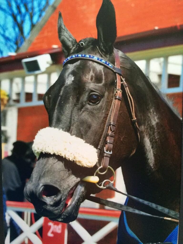 BespokeBrowband's tweet photo. #equestrianhour  Fancy unique #team #colours #browbands ? Email for info: BespokeBrowbands@hotmail.com https://t.co/83rigPhSNK