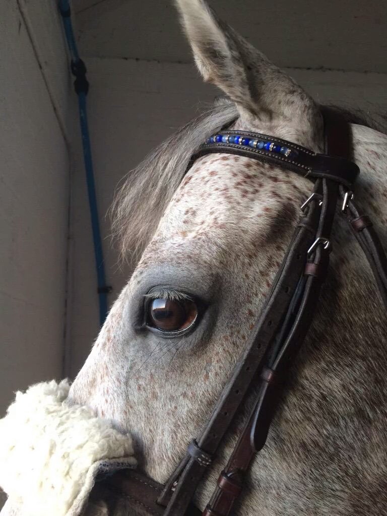 BespokeBrowband's tweet photo. #equestrianhour  Fancy unique #team #colours #browbands ? Email for info: BespokeBrowbands@hotmail.com https://t.co/83rigPhSNK