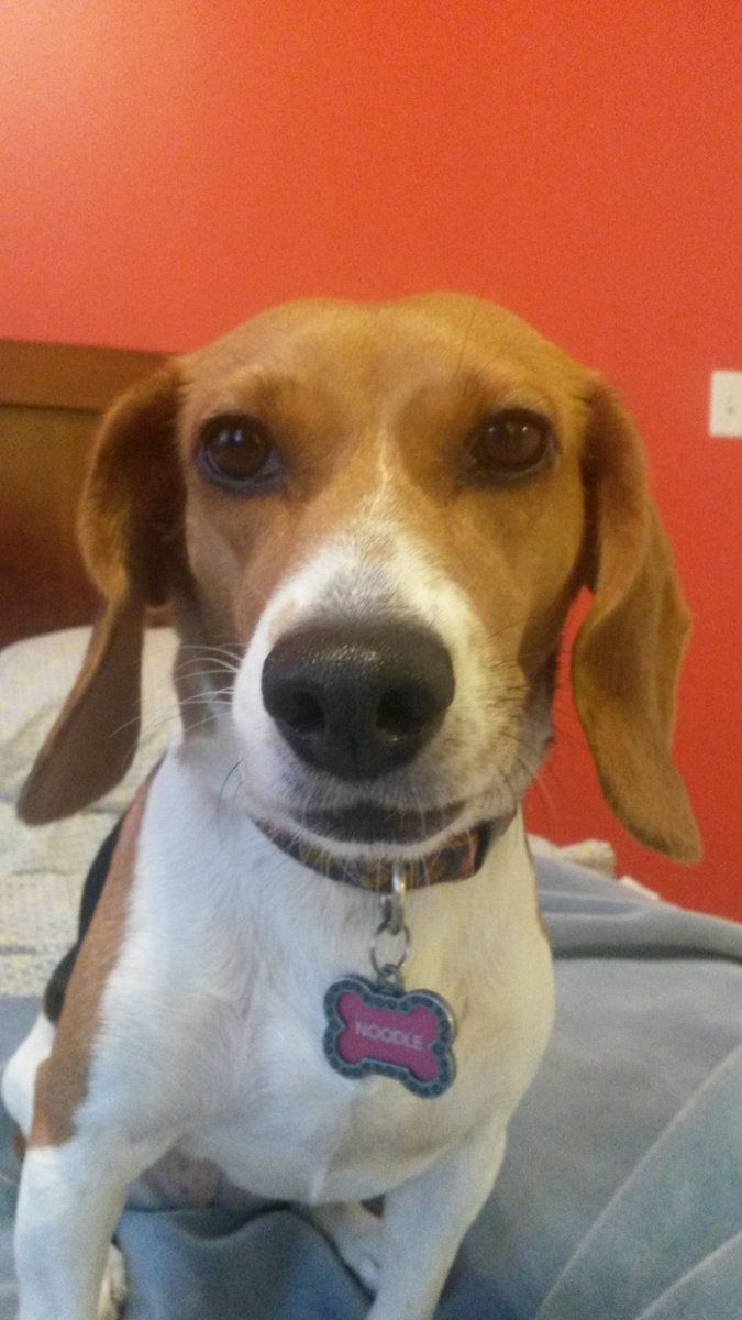 NoodleBeagle's tweet image. Praying for my friends, near and far. #prayforpeace