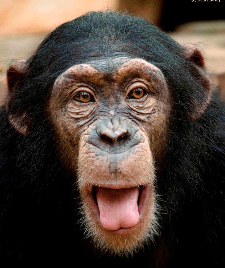 ColchesterZoo's tweet photo. Join us this #Easter as we 'Go Ape' for conservation! Book online to visit us and save! https://t.co/9kcei1UQn5 https://t.co/vnaZf6z29j