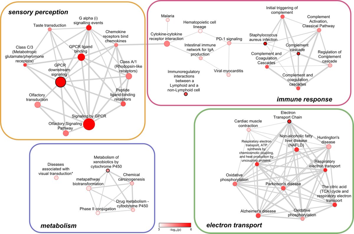 Pathways affected by positive selection in primates ancestral to humans. @loronet @JoDaub biorxiv.org/content/early/…