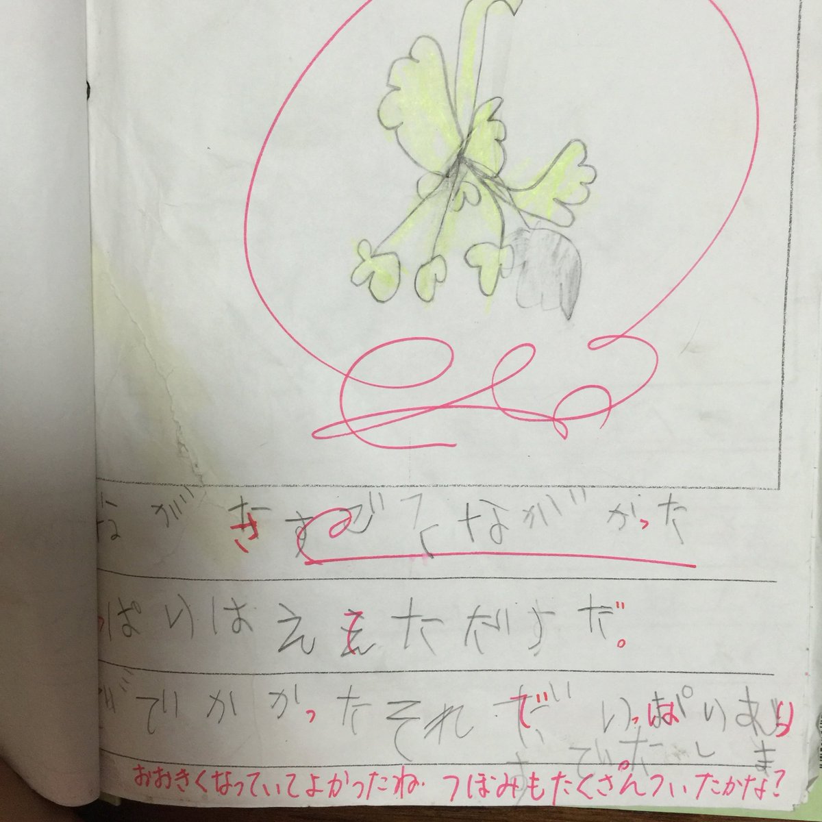 小学生の頃のあさがおの観察日記 咲かない理由と先生の一言に爆笑 先生びっくりしただろうな Togetter