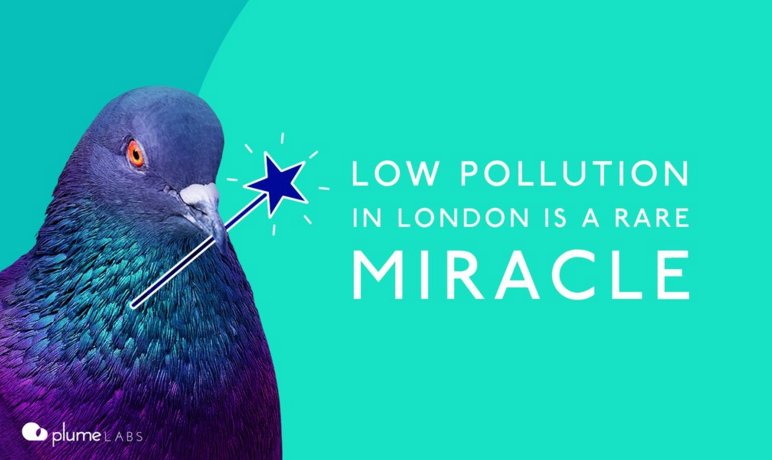Pigeon Air Patrol tweet media