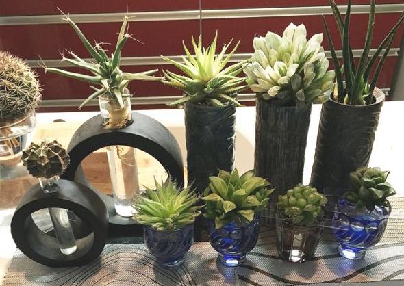 Cactus Market 多肉植物の根腐れ防止法 水耕栽培についてまとめてくれています 画像出典 T Co Nvlumhodau Cactusmarket 多肉植物 水耕栽培 T Co G8ytomk3zx