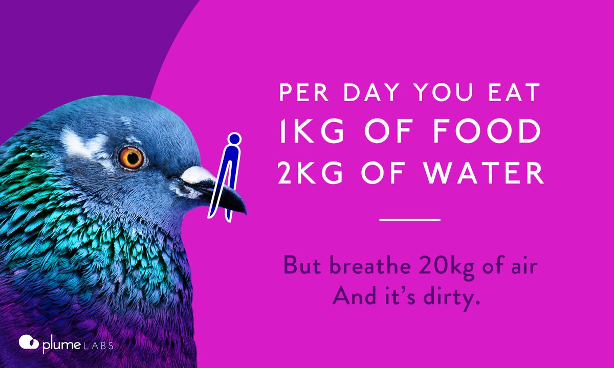 Pigeon Air Patrol tweet media