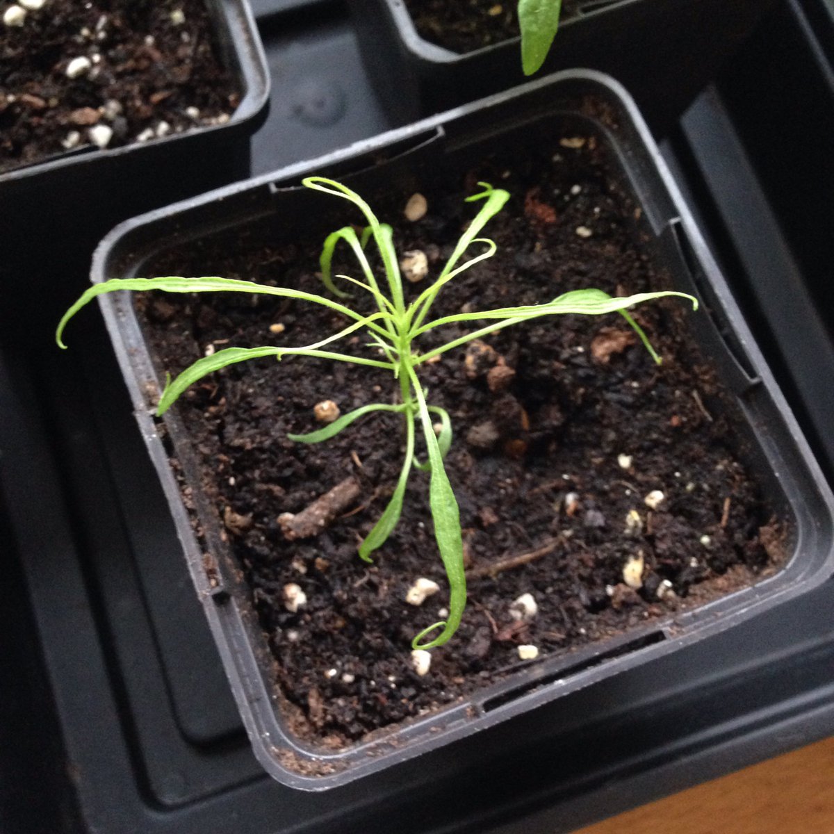 nagamatt's tweet photo. Candlelight Mutant #chilli https://t.co/42Q9z8WRmZ