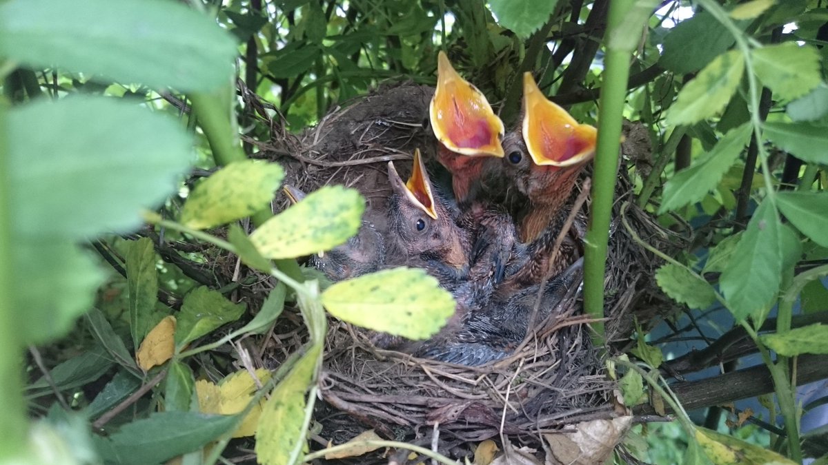 TriciaWW's tweet image. #springsnaps @CountryLife100.  Early hungry baby birds.