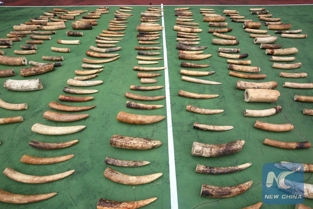 XHNews's tweet photo. #China extends ban on #ivory imports to end of 2019 https://t.co/HcwPmVfhS1 https://t.co/nNaWpfbUZ2