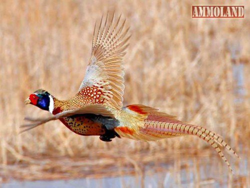 GetRangeTime's tweet image. Indiana NRCS, DNR, PF &amp;amp; QF Support Voluntary Conservation Programs for Producers ammoland.com/2016/03/indian…