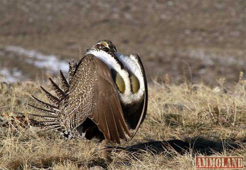 2nd4Freedom's tweet photo. Sage Grouse Released in Tooele County, Utah https://t.co/AlGdnhDaJL https://t.co/AskjU0eJNV