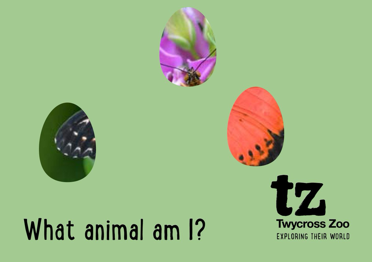 TwycrossZoo's tweet photo. Just for fun #WhatAnimalAmI? #EasterPuzzle https://t.co/l8Bx3BHNmd