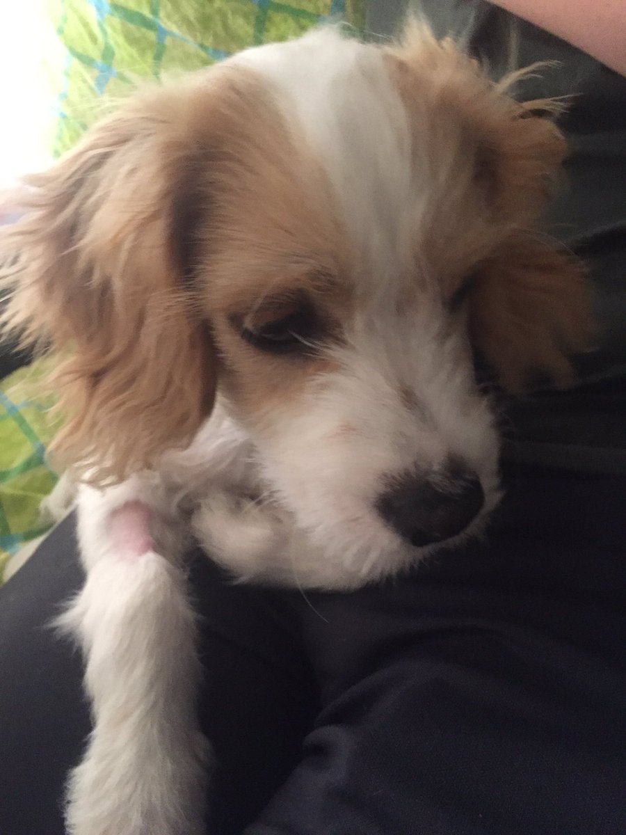 DaithiDeNogla's tweet photo. Joe is okay now. We will be watching him 24/7 to make sure it stays that way. Thanks for the good will. https://t.co/5OcyAYxXfK