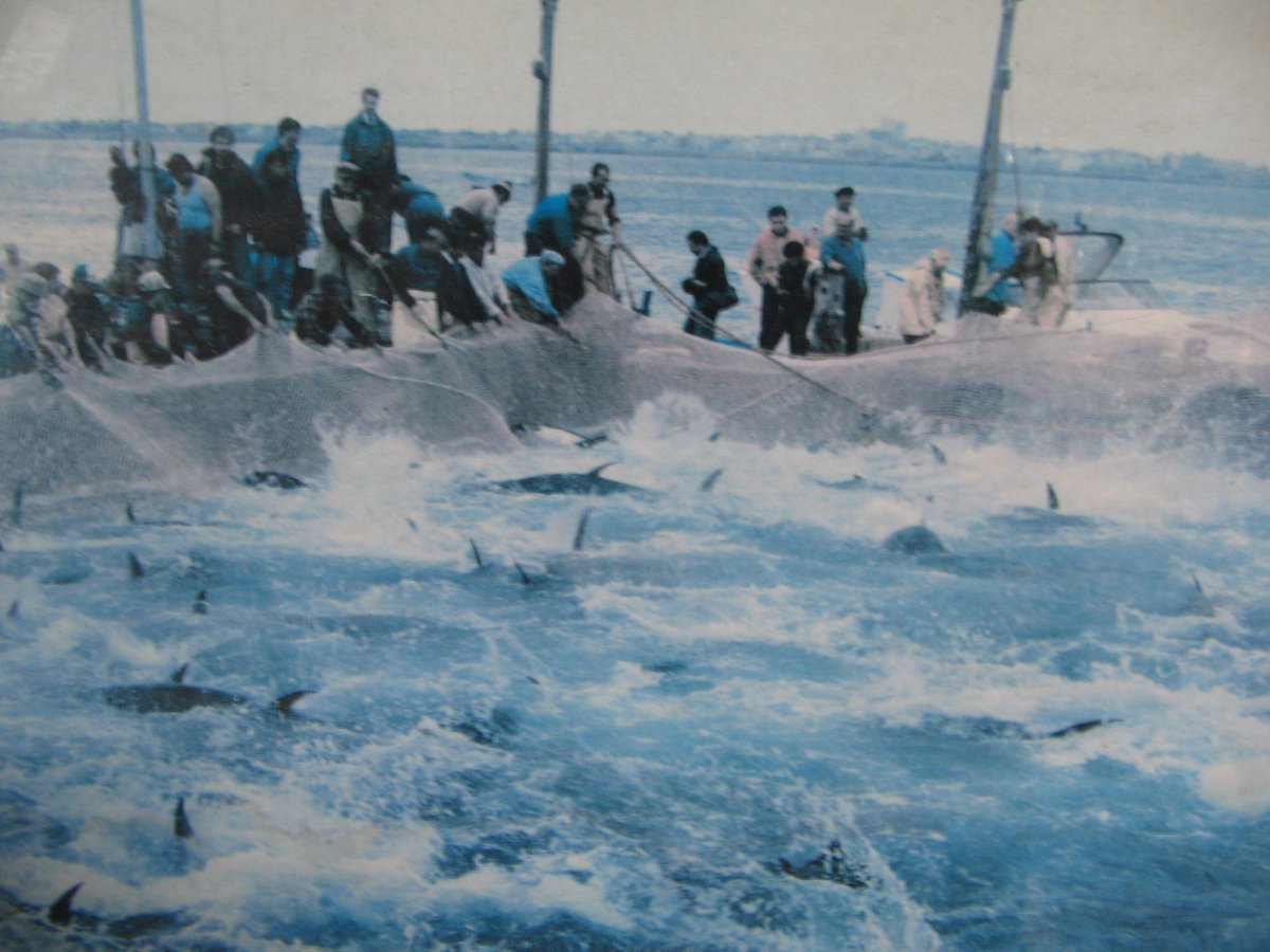 #Storia del #pescespada da #omero a #modugno
bit.ly/1pZzbNR