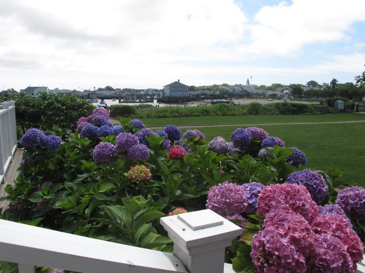 JaredCoffinACK's tweet photo. #fACKt: The iconic hydrangea flower was brought to Nantucket by Portuguese immigrants from the Azores. #ACKSpring https://t.co/PIuP3tCR1b