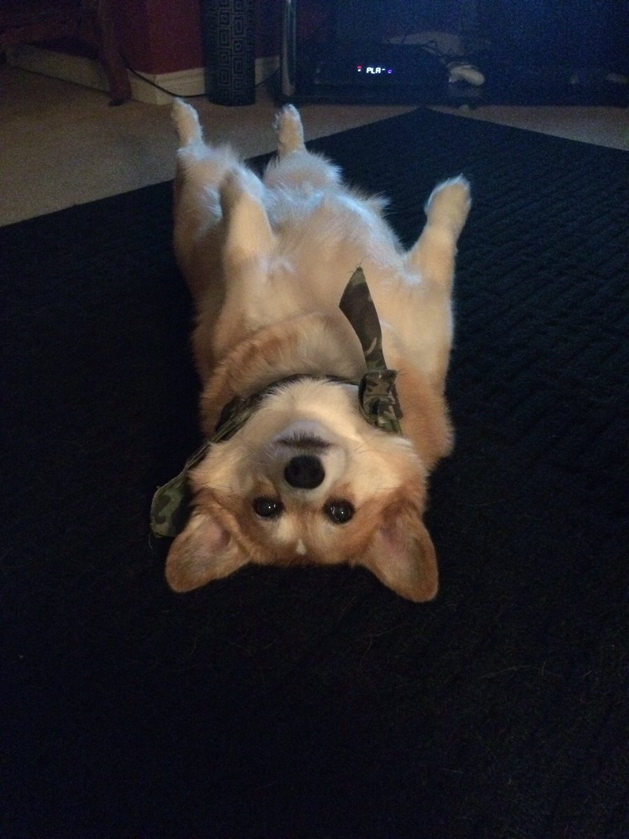 courtneycruise's tweet photo. It's a ruff life #chunksworld https://t.co/B7MZJoO72h