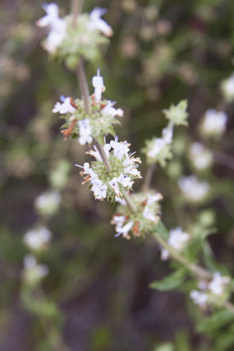 IRNLandmarks's tweet photo. Black sage: See it in Limestone Canyon. #321Bloom #24HoursofWildflowers https://t.co/zfJiZZK2ty https://t.co/oX6DPwcwGe
