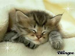 NedilaIbrahim's tweet photo. Il sont manifique non meter un j'aime si vous aimée https://t.co/wA7WScH7Qd