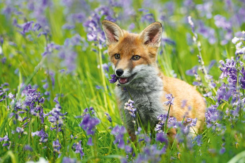 CountryfileMag's tweet photo. From fox cubs to daffodils, marvel in the wonders of spring this #Easter 

https://t.co/GSpcIumFSy https://t.co/VYVqm79t4Y