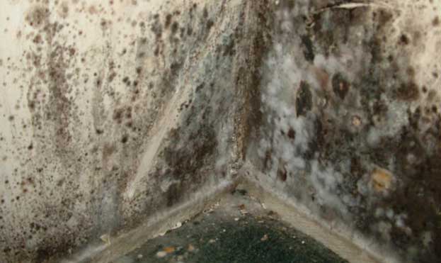 ecofrenzy's tweet image. Keep at least a small gap between #furniture and #walls, or #condensation can form and eventually become #mold.