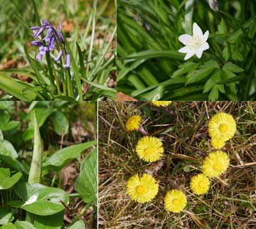 DigitalHermes's tweet photo. I am packing  field guides  for the wildflower walk at Brockholes on Wednesday Visit https://t.co/x6R4UW7ew4 to book https://t.co/xT8S5UZBtA