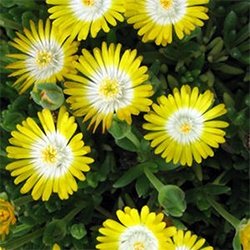 ePlantSource's tweet image. Delosperma "Jewel of the Desert' hybrids: A favorite of honeybees!

hubs.ly/H02pqx90 by @ePlantSource