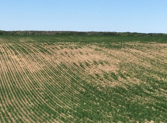 What does #wireworm damage look like? See for yourself. Protect with #RaxilPROShield