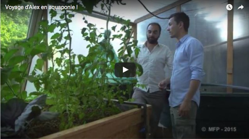 Visite vidéo de notre aquaponie domestique + nos légumes et truites du jardin à la plancha!
wp.me/p46un4-13o