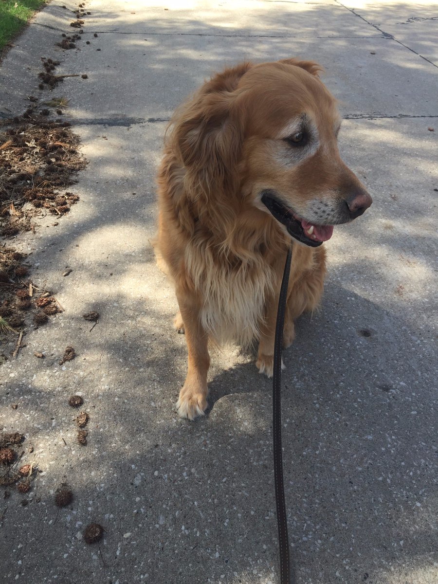 Nicheless's tweet photo. A #sidehustle at its finest today. Dog sitting this handsome man! More #sidehustles here: https://t.co/hVSF9aBR0I https://t.co/PnfXukMwWy