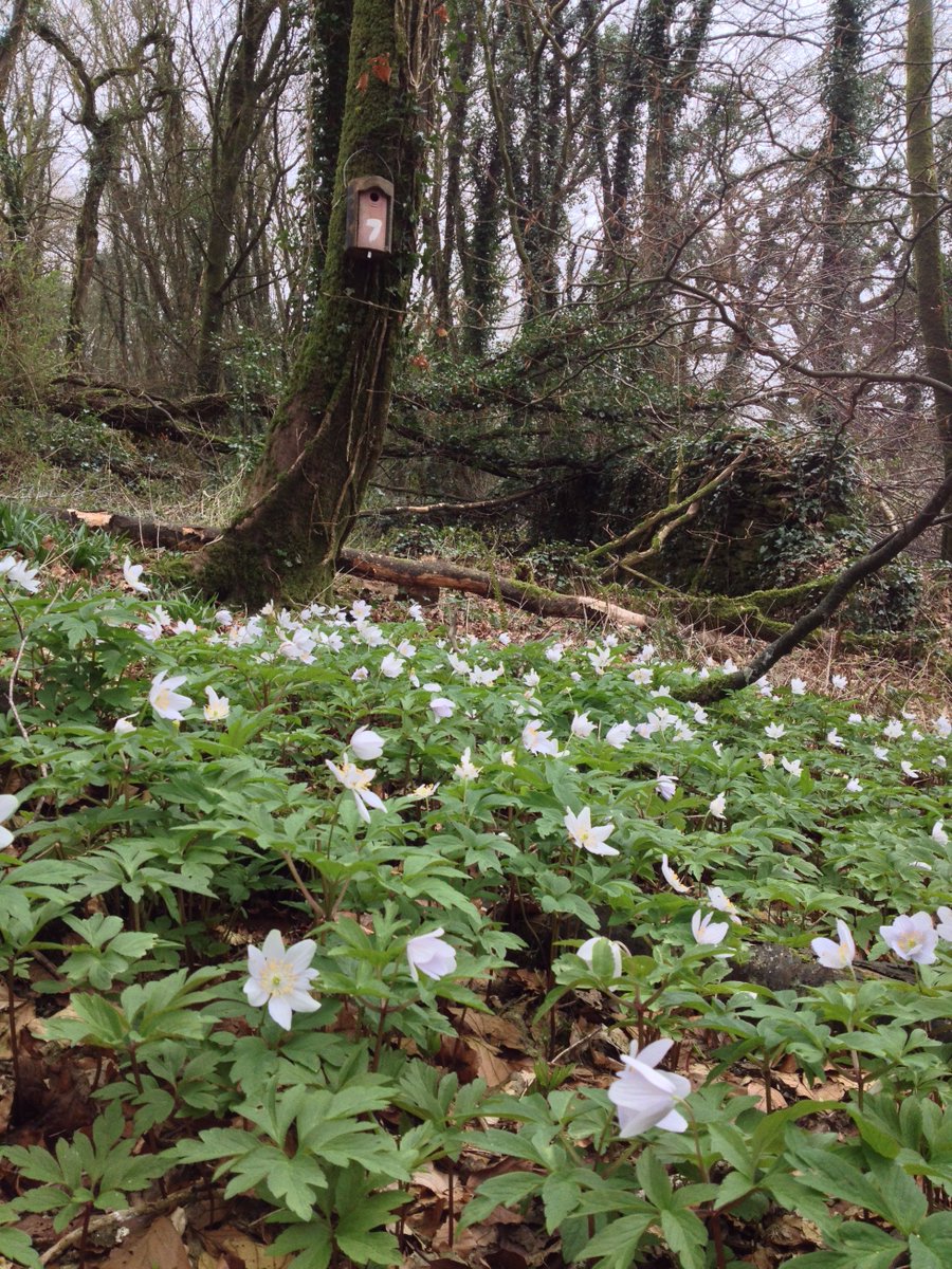 spring is here and breeding season is soon upon us! #nestboxes #nestchecks #anemone #woodanemone
