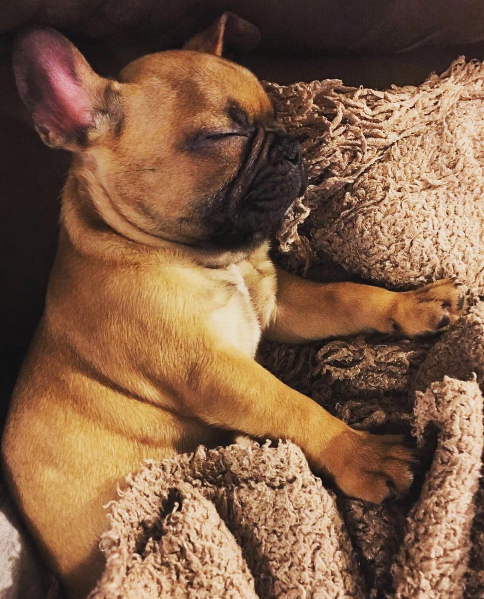 Frenchie_rescue's tweet photo. #sleep well and #sweetdreams #Frenchie #loves π΄π€π #FBNROSA #FrenchBulldogNetworkRescueOrganisationSA https://t.co/3PcjucjI4N
