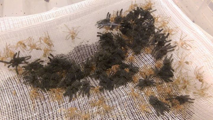 TheSpiderShop's tweet photo. Lampropelma nigerrimum nymphs moulting into #spiderlings :-) https://t.co/wI74MmYFCw