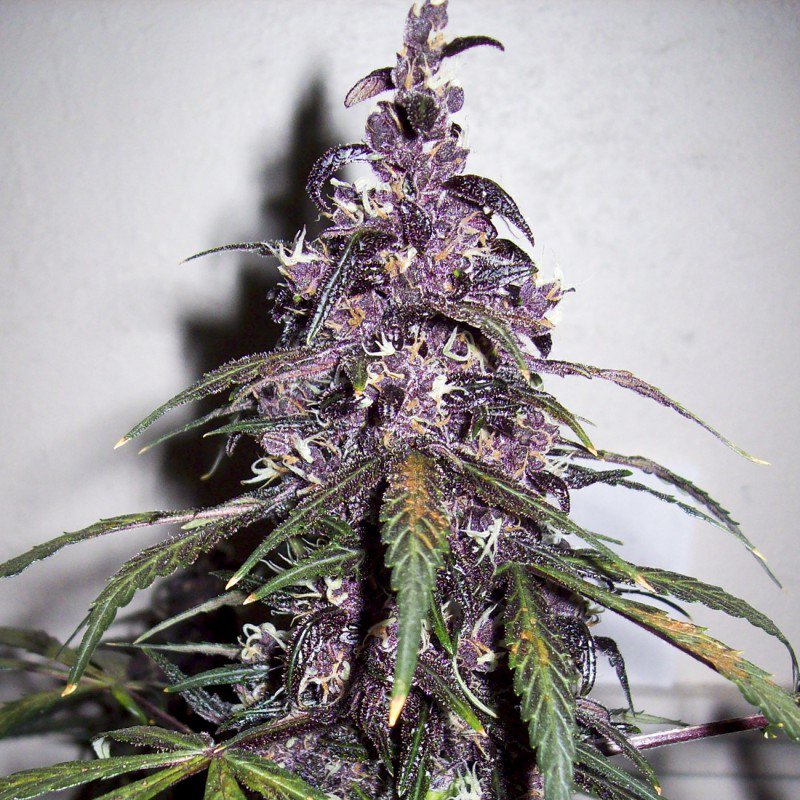 ErrorsSeedsRo's tweet photo. Auto Bloody Skunk Feminised
#Weed #Cannabis #ErrorsSeeds #ErrorsSeedsRomania #BloodySkunk https://t.co/KaqbKUUlaE