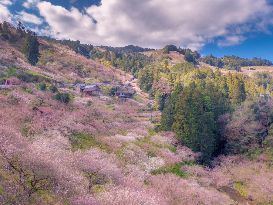 賀名生梅林の22年見頃時期や開花状況は アクセスや駐車場は そらいろ 日本が魅せる多彩な表情