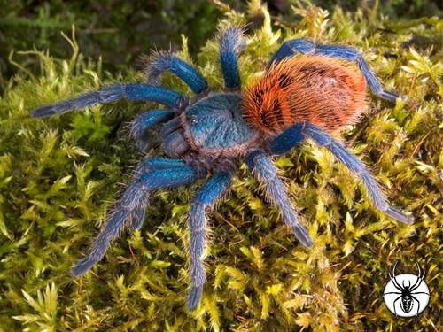 TheSpiderShop's tweet photo. Absolutely loads of Juveniles and #Spiderlings added to the site this week... 
https://t.co/GZsXqCXEpl https://t.co/5GTna8lyAS