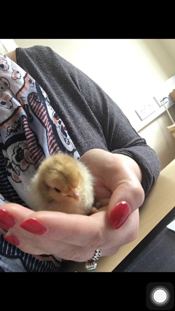 cherryprinters's tweet image. Looks like Easter came early to Cherry Printers ! #Cherryprinters #Easter #Chicks