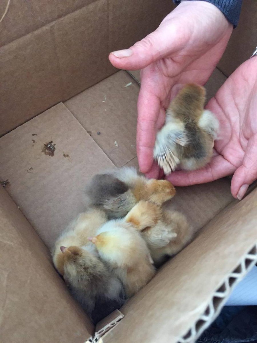 cherryprinters's tweet image. Looks like Easter came early to Cherry Printers ! #Cherryprinters #Easter #Chicks