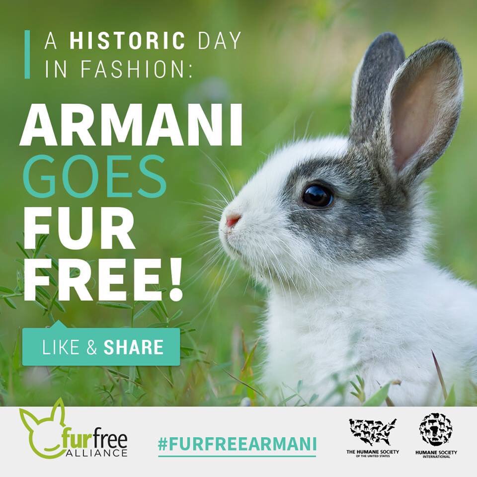 andreanimalidad's tweet photo. Victoria para los animales! @armani ingresa al círculo de la moda libre de crueldad #crueltyfree @AnimaNaturalis https://t.co/xho1L9x1ci
