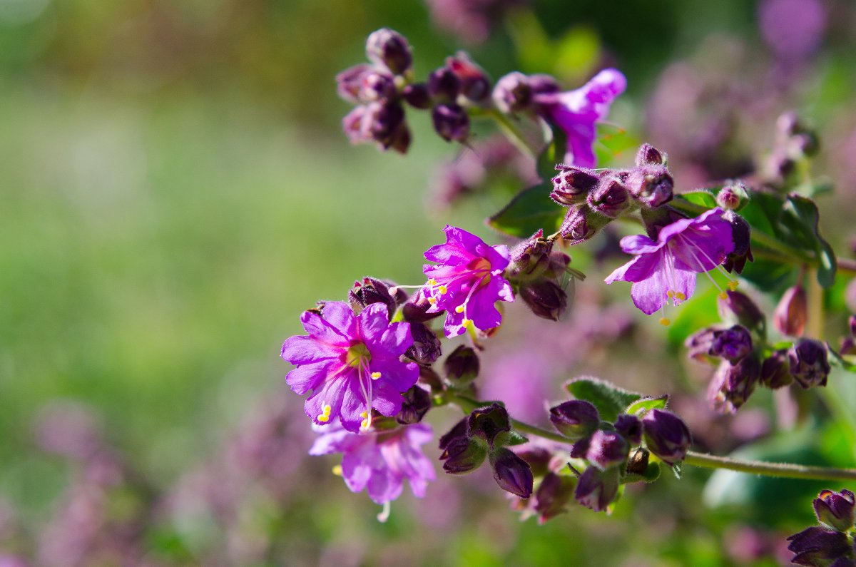IRNLandmarks's tweet photo. Wishbone bush: See it in Limestone Canyon. #321Bloom #24HoursofWildflowers https://t.co/CYpT7Qv6BS https://t.co/jxa3Y1m3zc