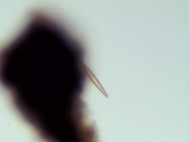 Micros_world's tweet photo. Unknown everglades protist 003 100x https://t.co/nTgLPQILaL