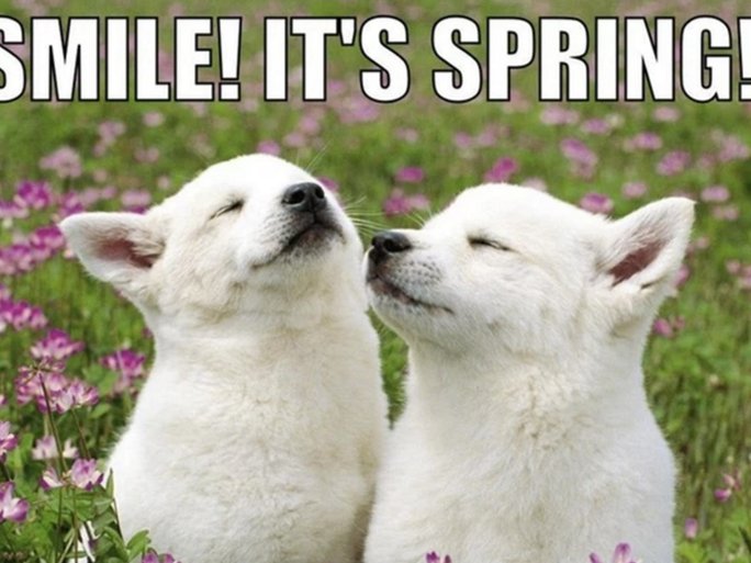 FDE_Flowers's tweet photo. Happy First Week of Spring! https://t.co/XBKS57SLi4